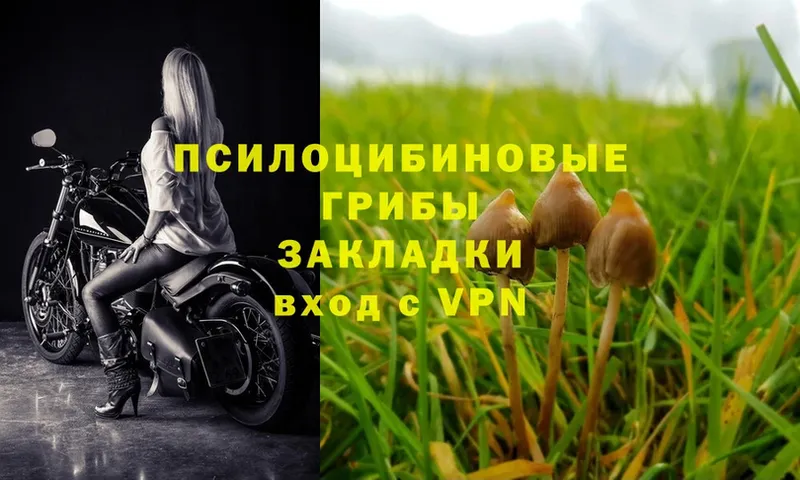 цена   Ахтырский  Псилоцибиновые грибы MAGIC MUSHROOMS 